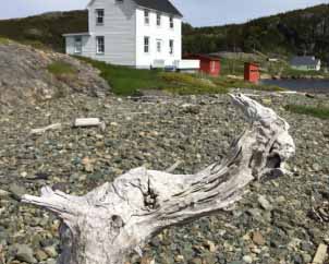 Driftwood and house on beach